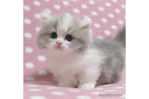 価格の高い(40万円以上)ミヌエットの子猫を探す（15ページ目